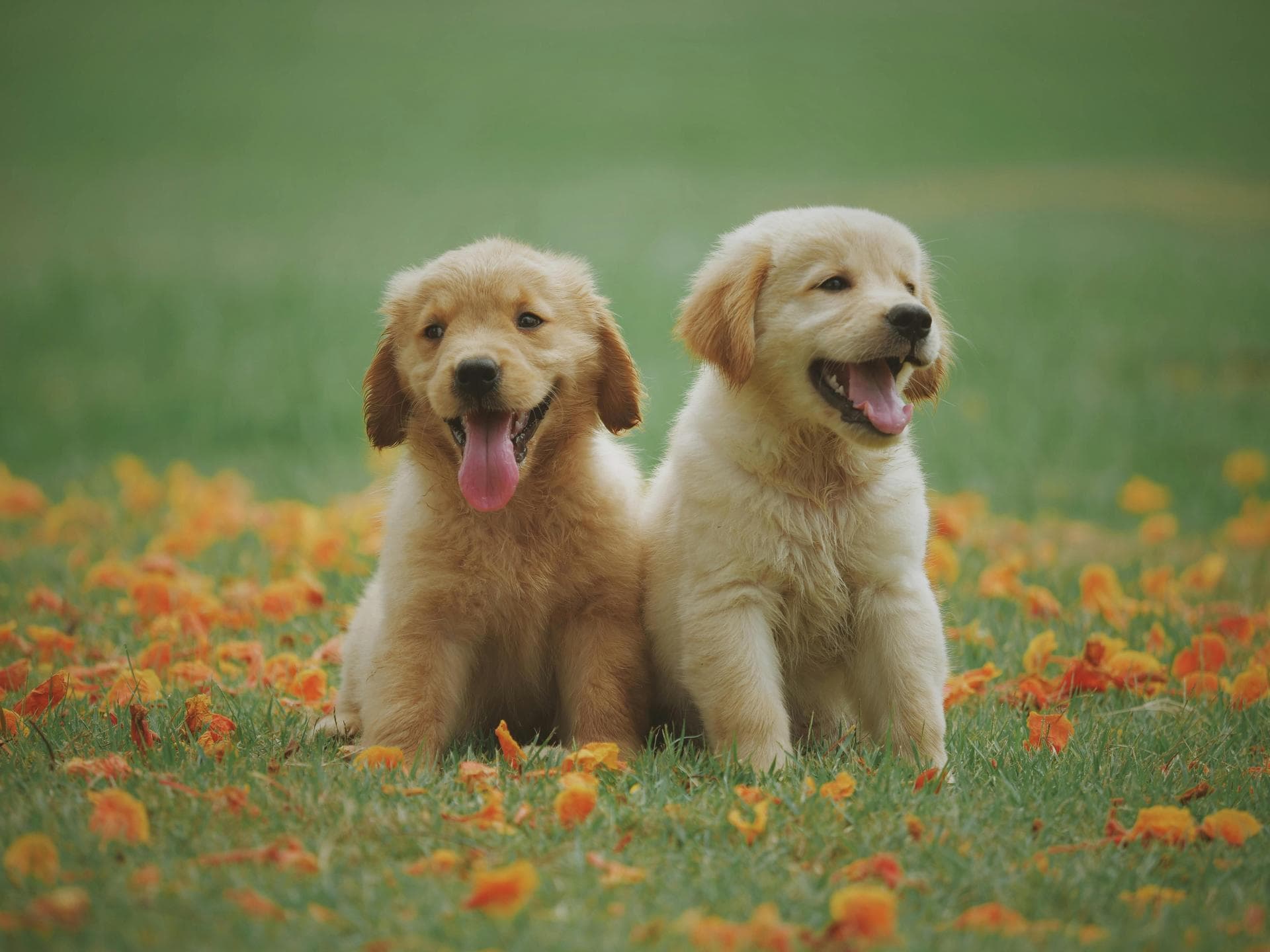 Dog & Cat Vets in Teignmouth