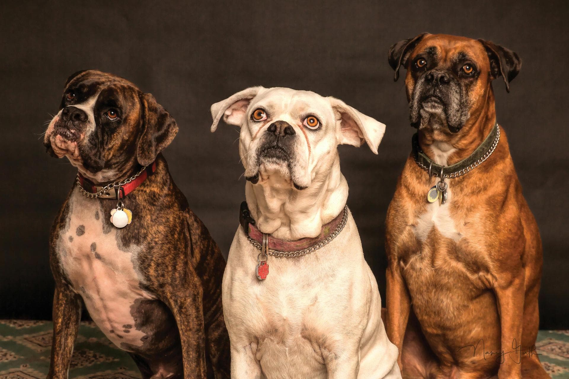 Dog & Cat Vets in Braunton