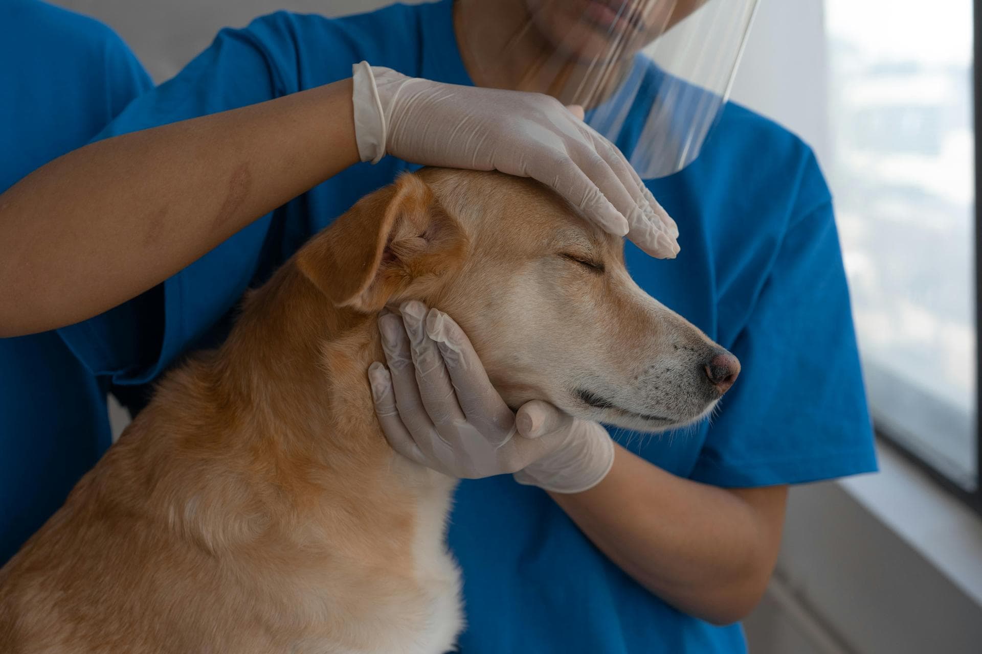 Dog & Cat Vets in Heathfield