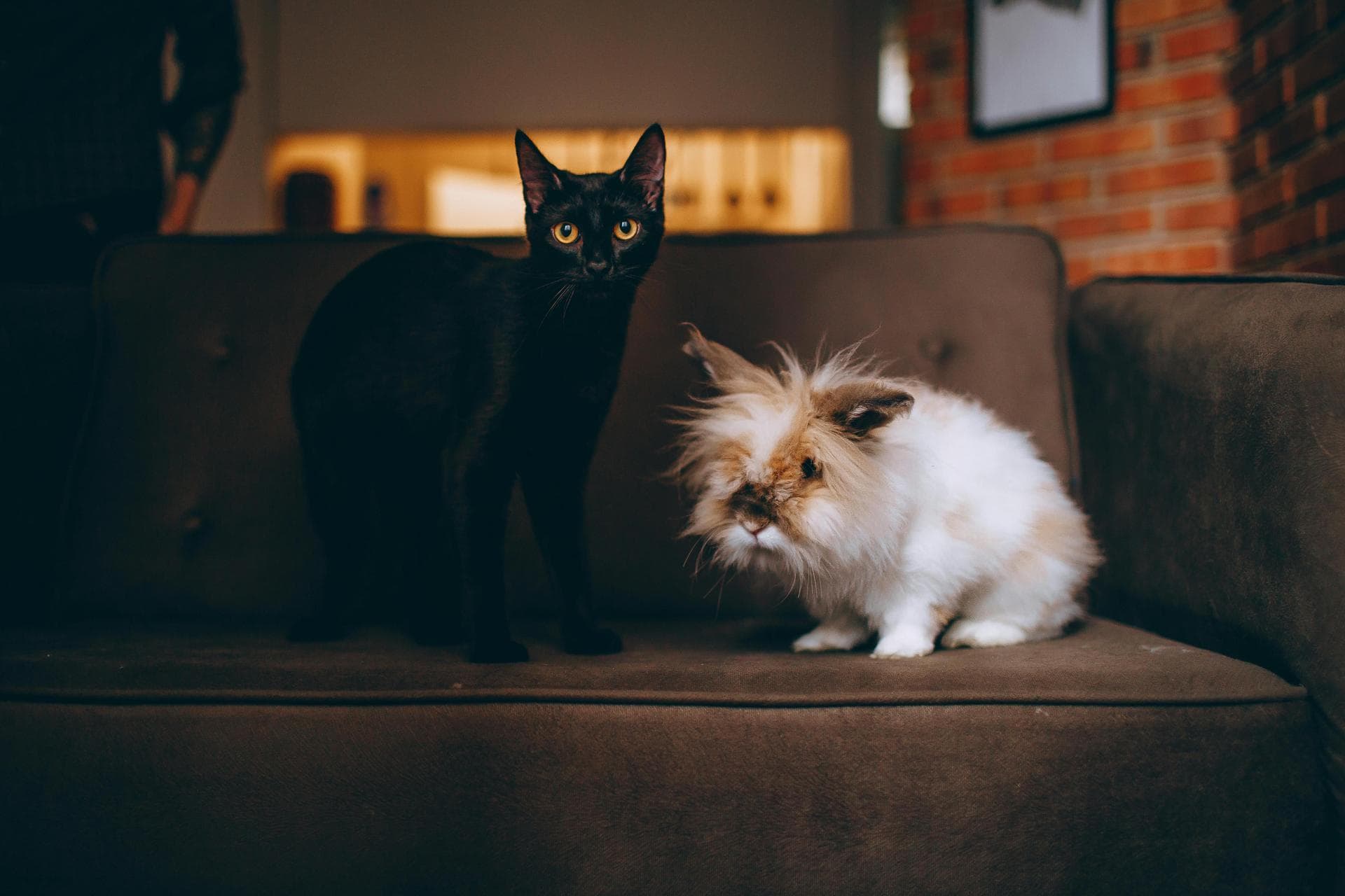 Best Vets in Kingsbridge