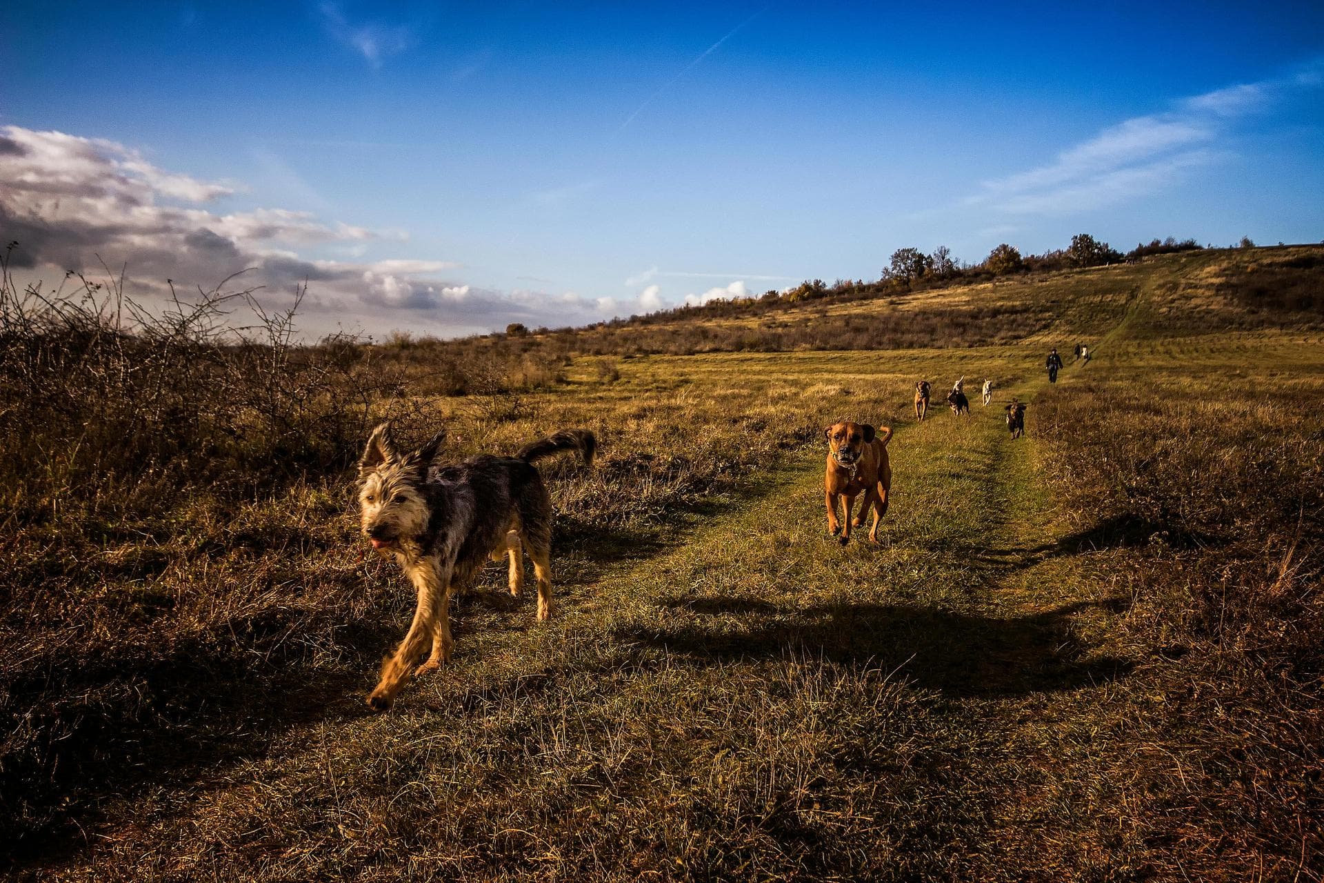 Dog & Cat Vets in Brixham