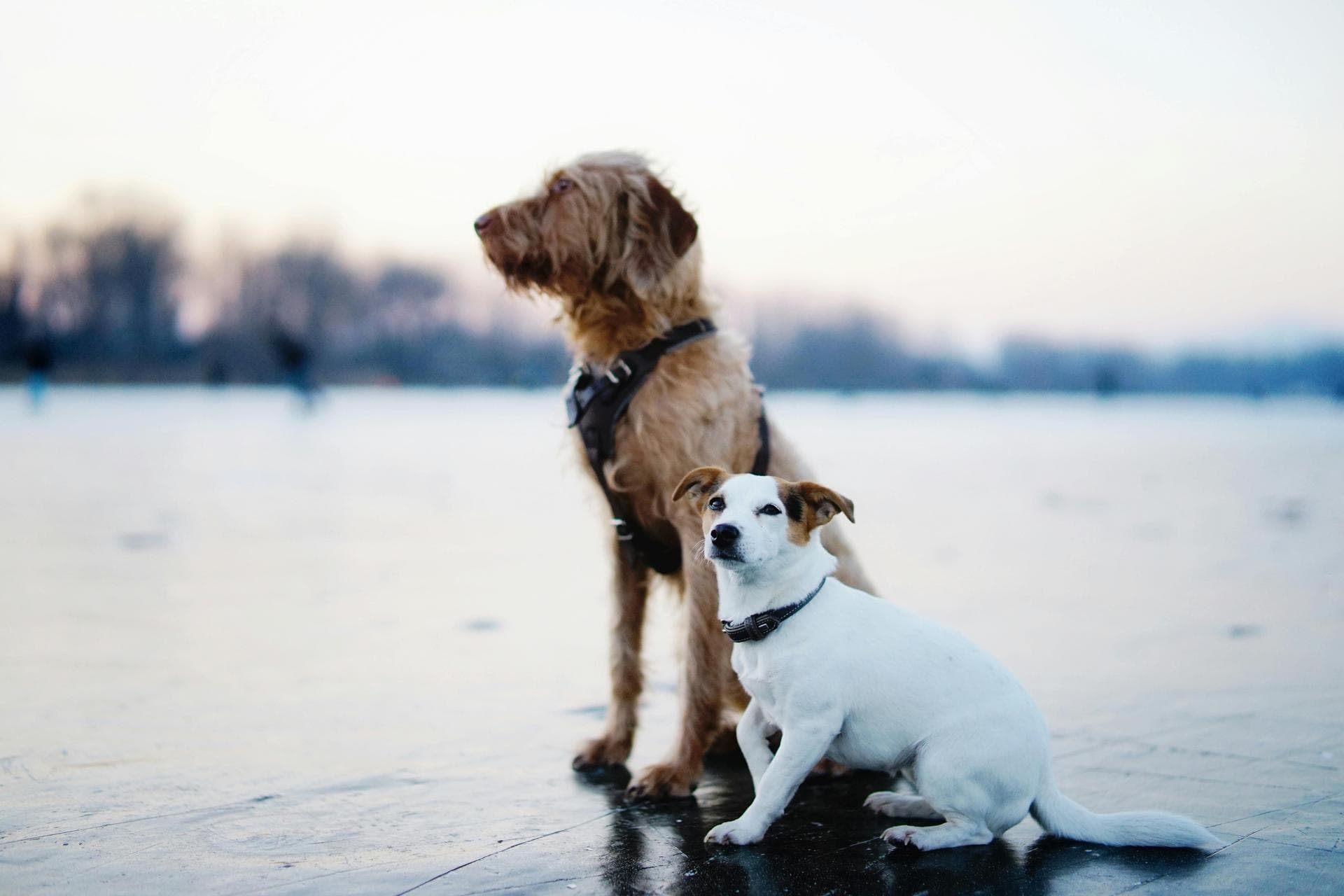 Dog & Cat Vets in Sidmouth