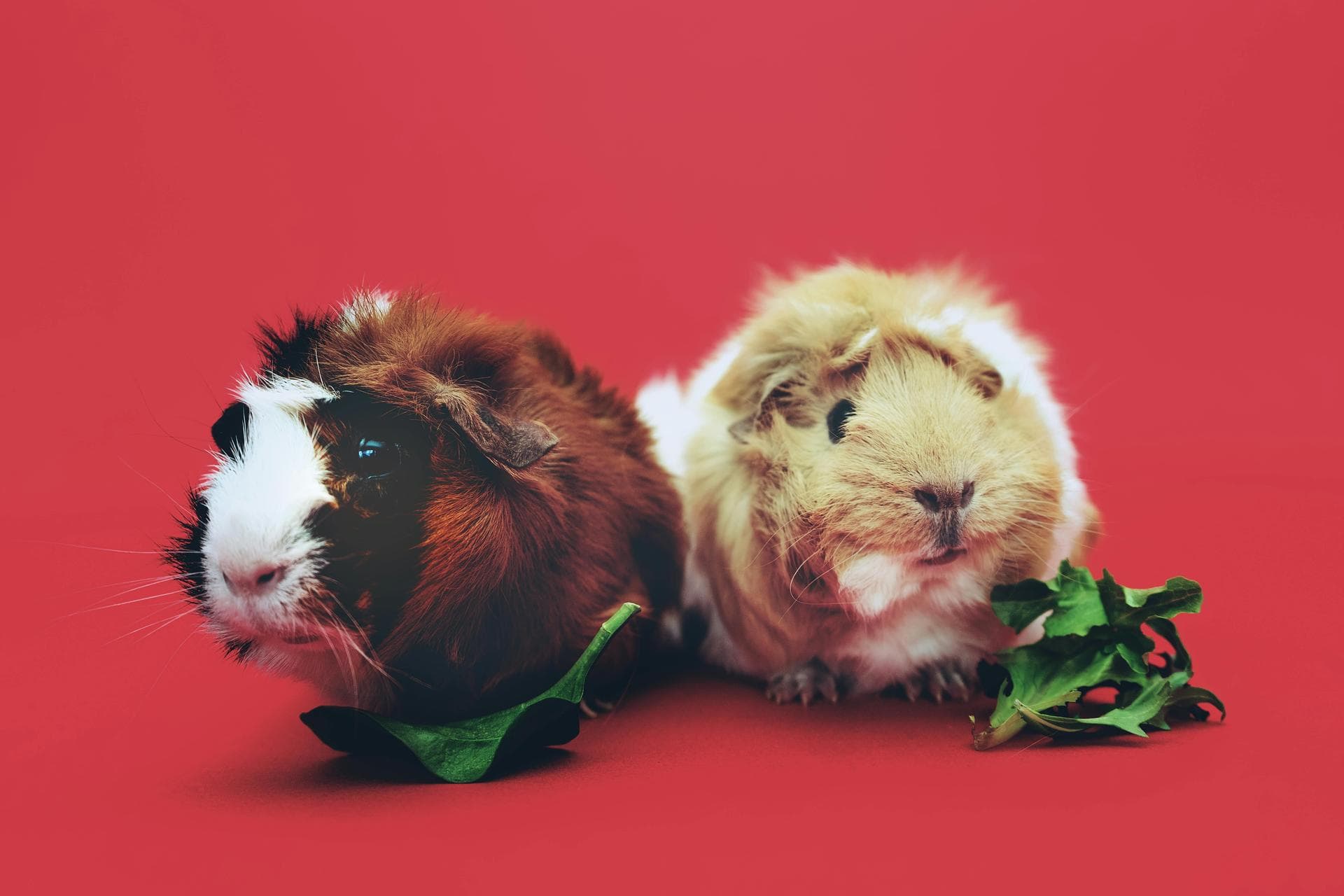 Emergency vets in Paignton