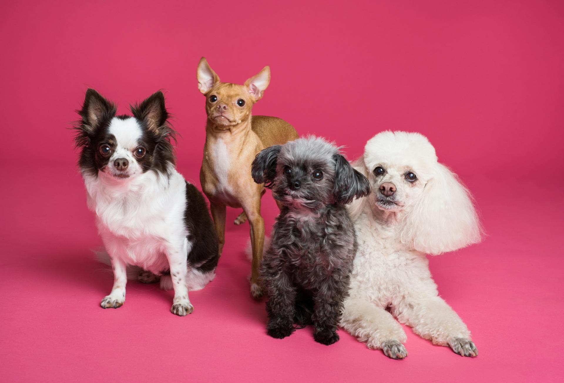 Dog & Cat Vets in Totnes