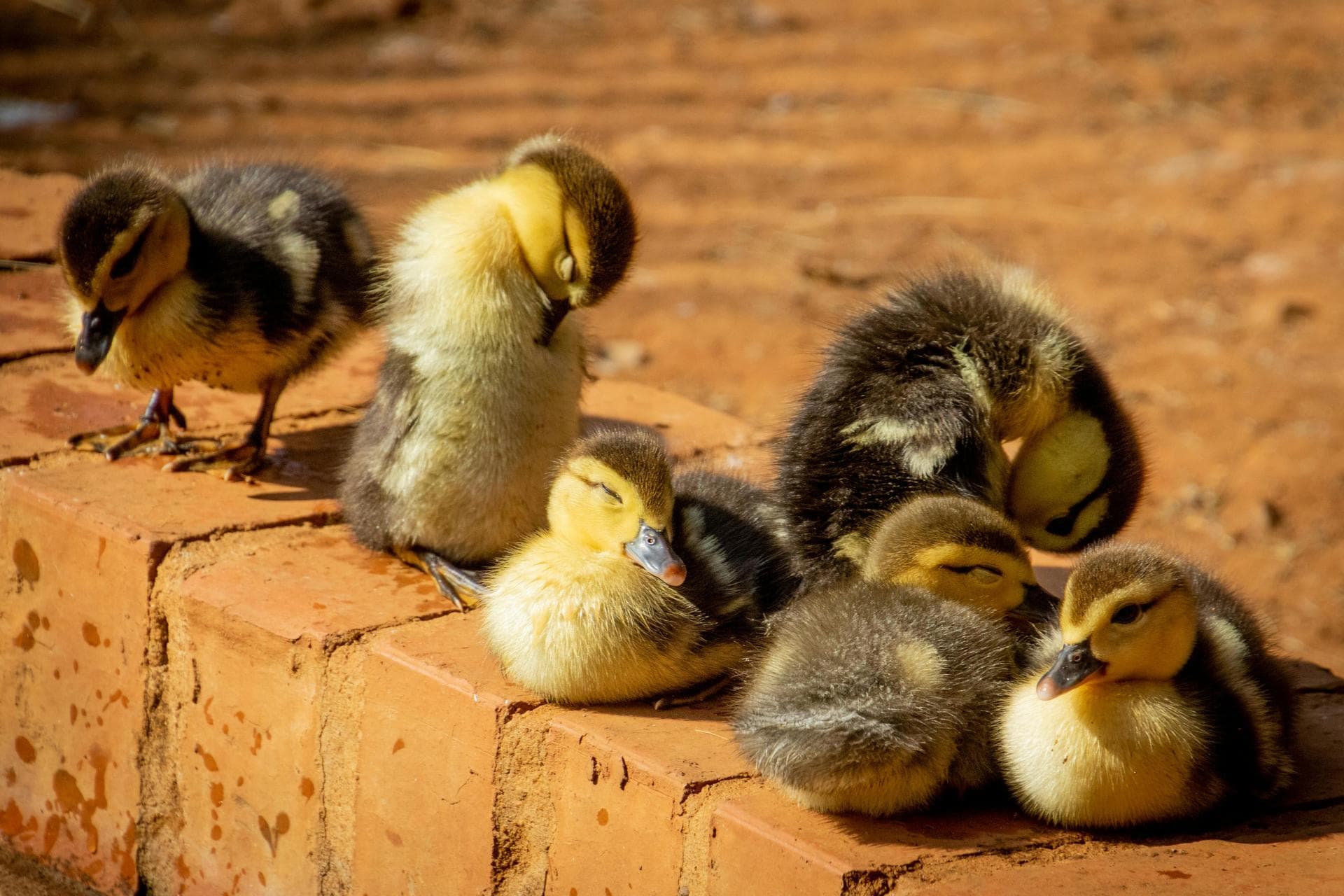 Emergency vets in Crediton
