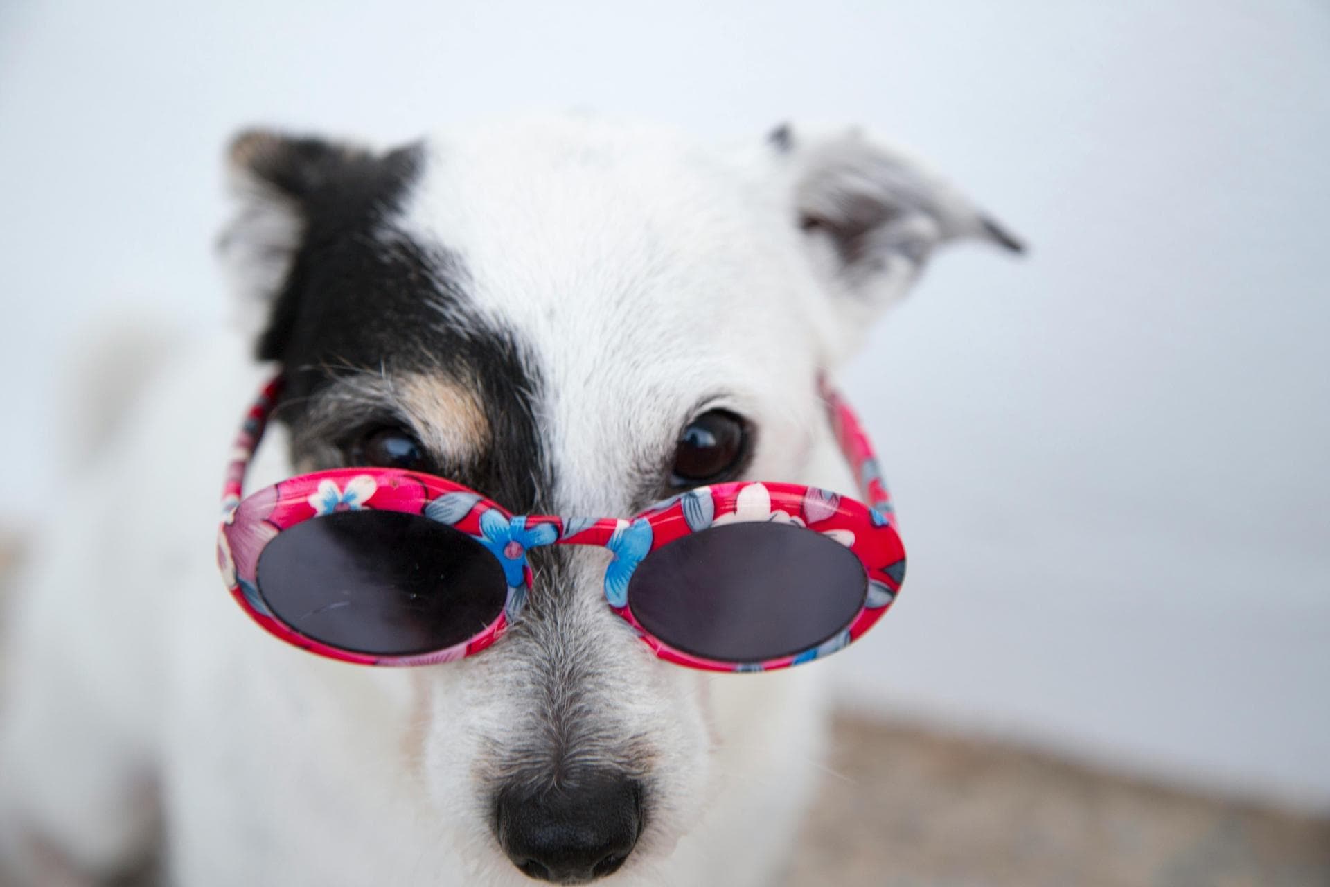 Dog & Cat Vets in Topsham