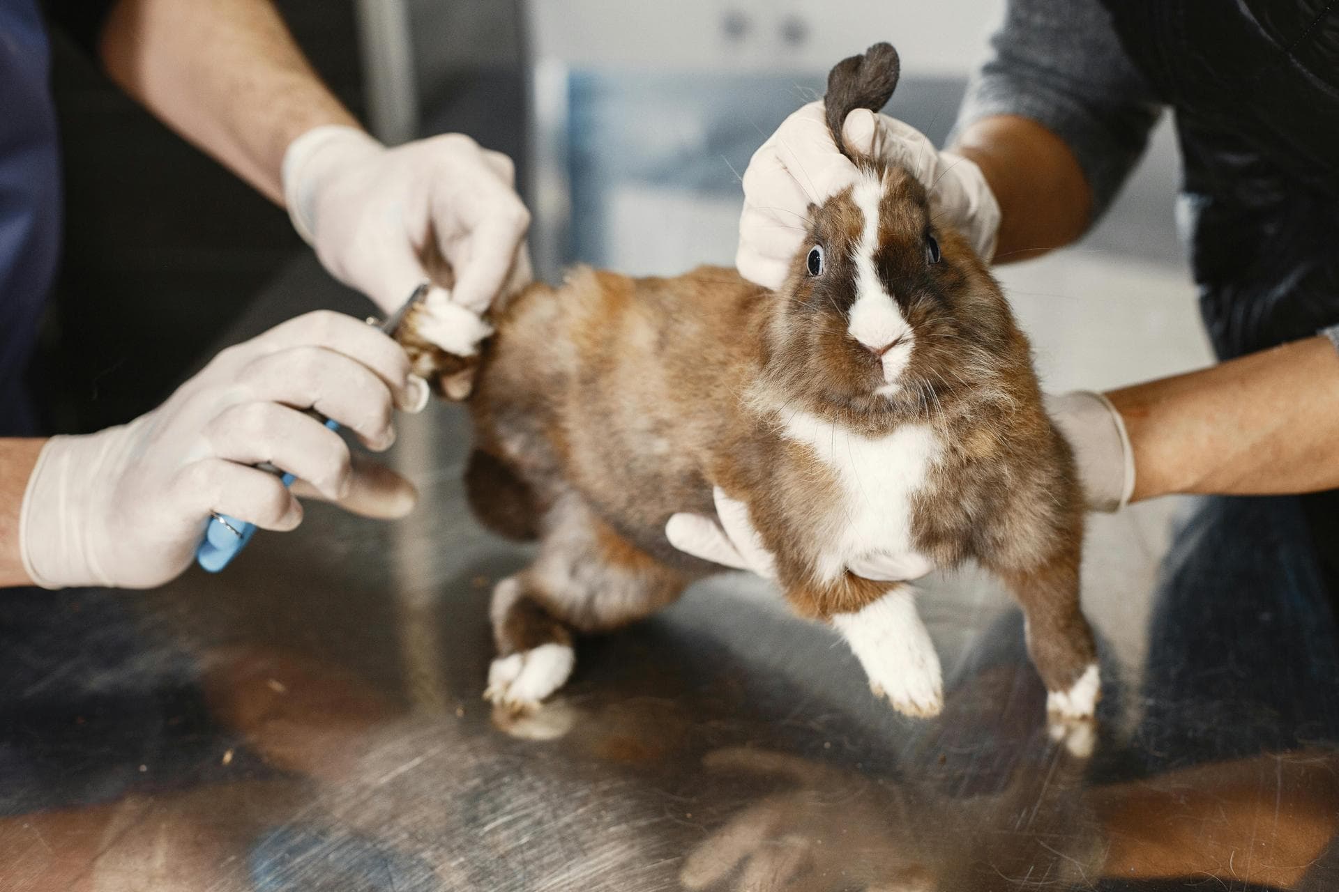Emergency vets in Kingsbridge