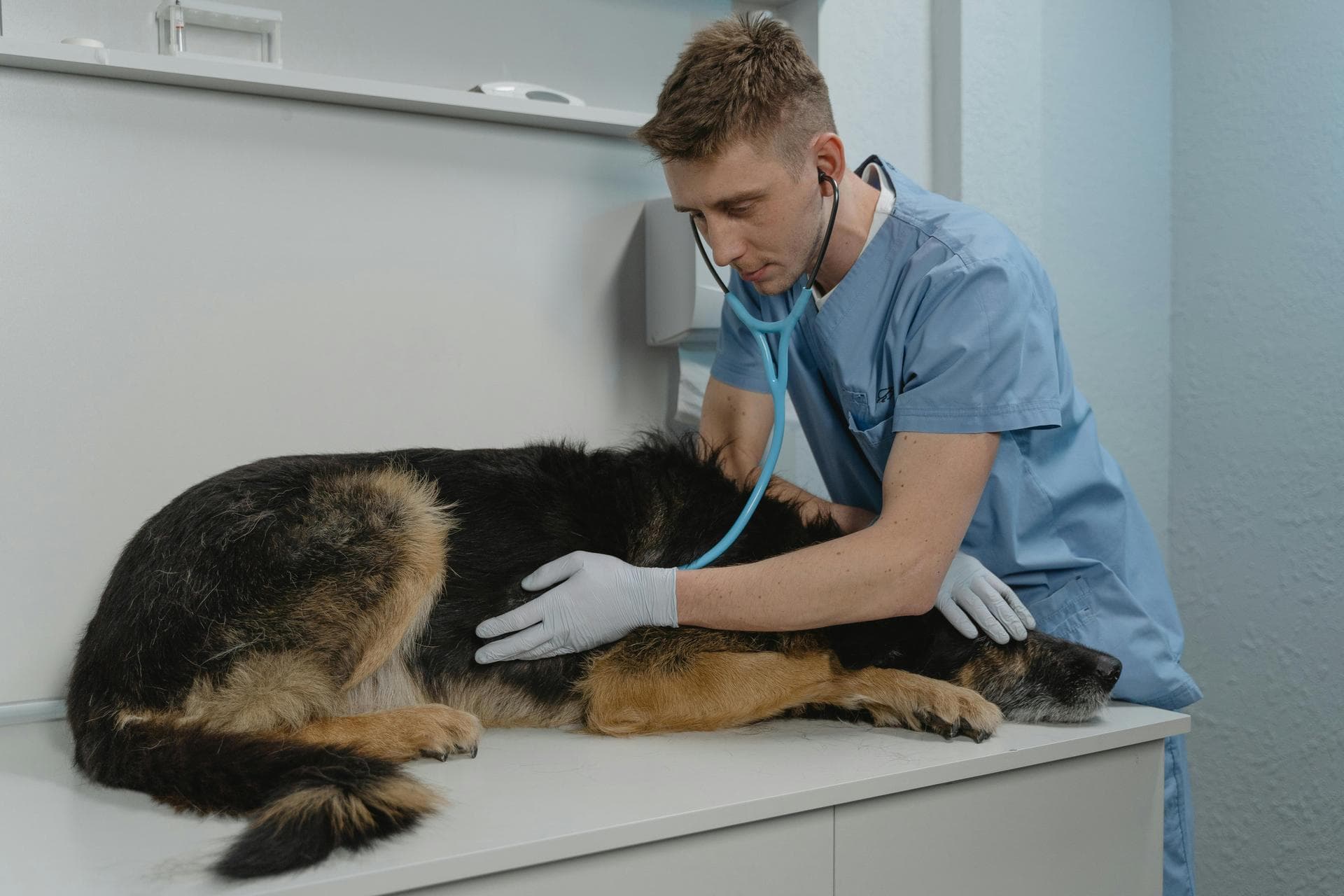 Dog & Cat Vets in Ashburton
