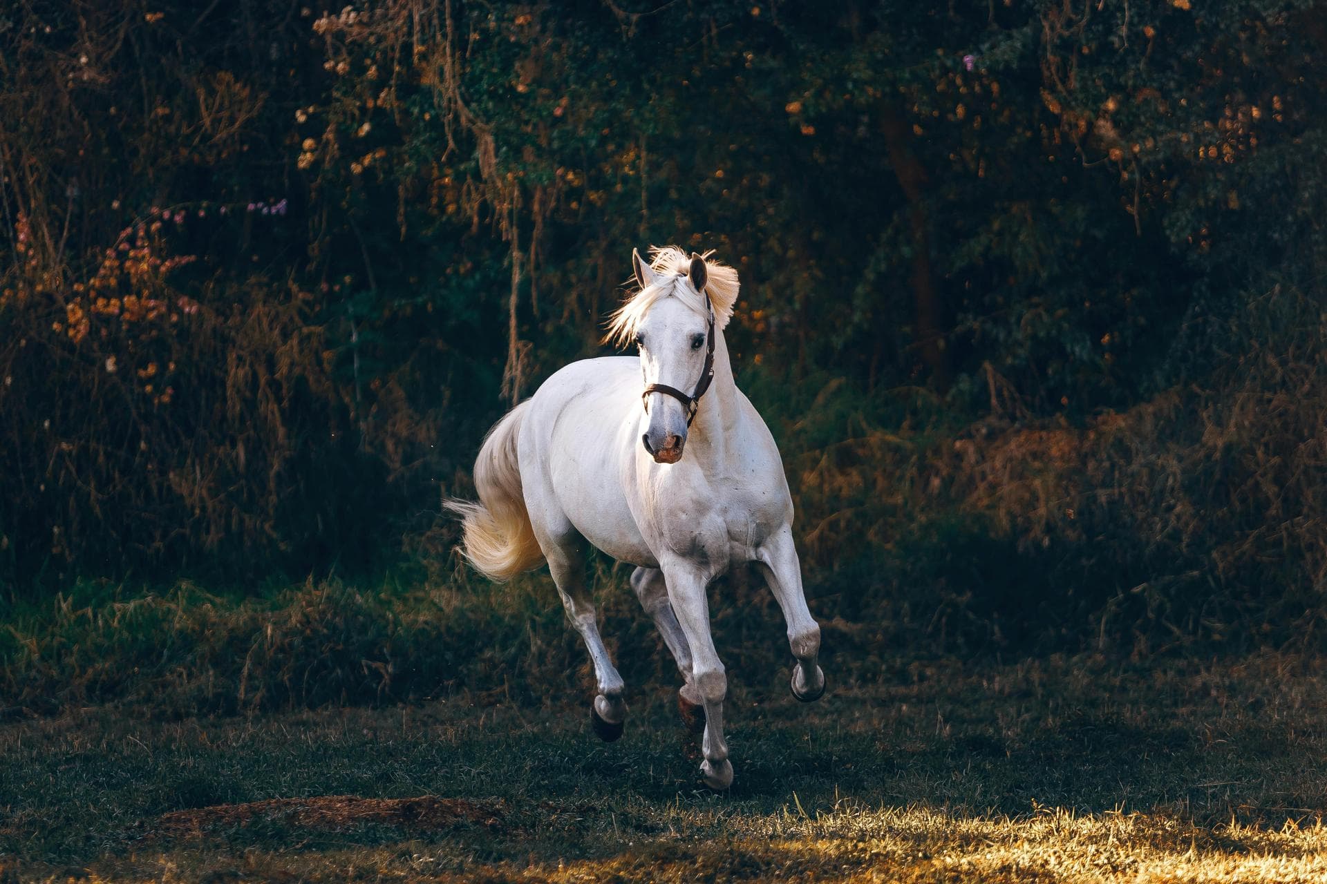 Specialist Vets in Devon